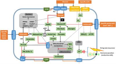 Nutrient Sensing Systems in Fish: Impact on Food Intake Regulation and Energy Homeostasis